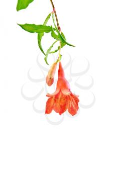 Red garnet flower on a branch with leaves isolated on white background