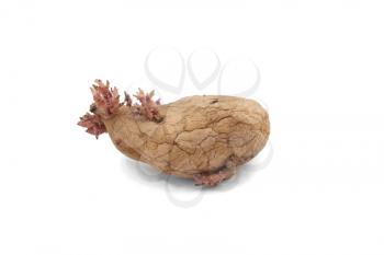 Royalty Free Photo of a Seeded Potato