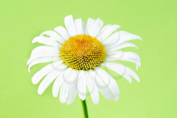 one chamomiles on green background in studio 