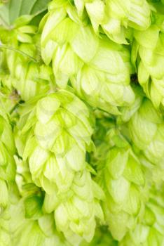 hop  close-up nature   background 