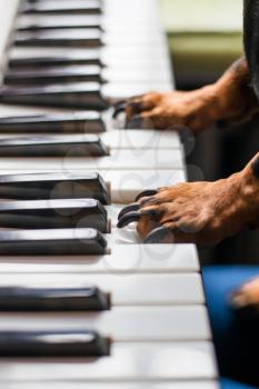 dog's paw to play the piano