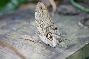 Owl butterfly Caligo ready to eat