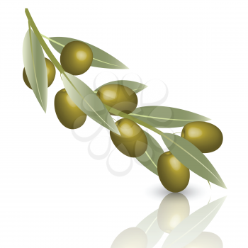 Royalty Free Clipart Image of an Olive Branch