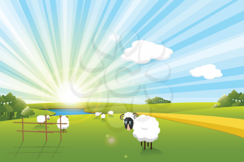 Royalty Free Clipart Image of Sheep in a Pasture