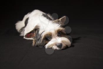 Portrait of a cute little puppy tricolor