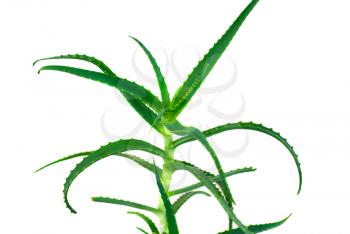 Royalty Free Photo of an Aloe Plant