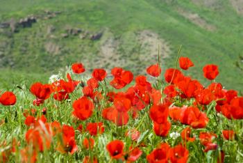 Royalty Free Photo of a Field of Poppies