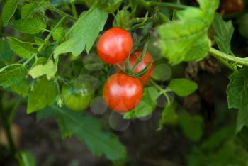 Royalty Free Photo of a Tomato Plant