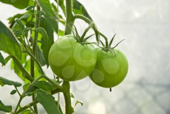 Royalty Free Photo of a Tomato Plant