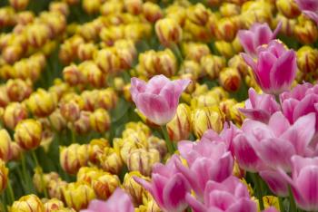 Royalty Free Photo of Tulips