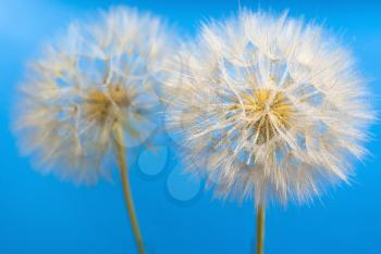 Royalty Free Photo of Dandelions