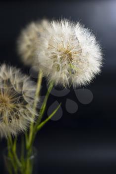 Royalty Free Photo of Dandelions