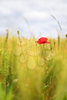 Poppy in a wheatfield, swallow depth of field