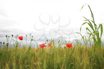 Poppies in a wheatfield