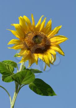 Sunny sunflower in a field, in summer, over a blue sky
