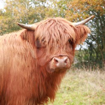 Highland cow in the meadow in autumn