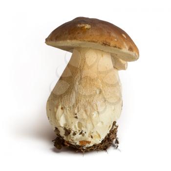 Boletus edulis mushroom isolated on white background, clipping path included into jpeg
