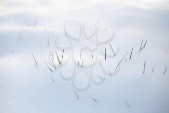 Grass blades in the snow, white background