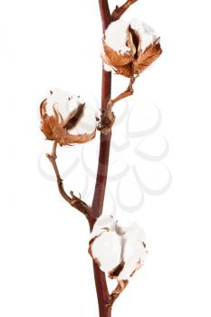 Royalty Free Photo of a Cotton Plant