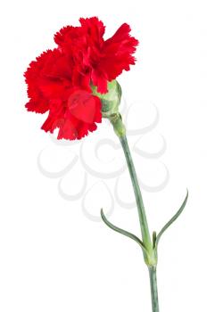 Royalty Free Photo of a Beautiful Carnation