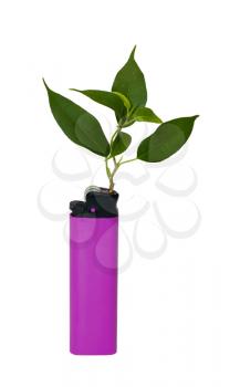 Royalty Free Photo of a Lighter and a Plant