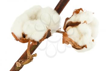 Royalty Free Photo of a Ripe Cotton Plant