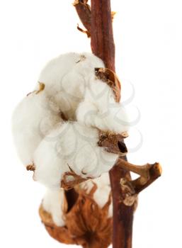 Royalty Free Photo of a Ripe Cotton Plant