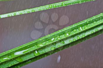 Royalty Free Photo of a Leaf With Water Drops