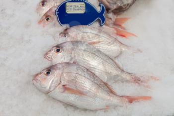 New Zealand red snapper fish on ice in the market

