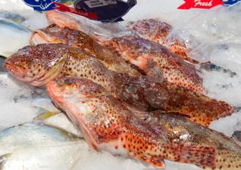 Fresh sculpin on ice in the market

