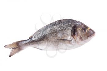 Dorado fish isolated on white background
