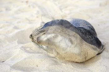 Seal pup having rest on the Hermosa beach, California, USA
