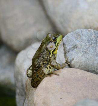 Royalty Free Photo of a Frog