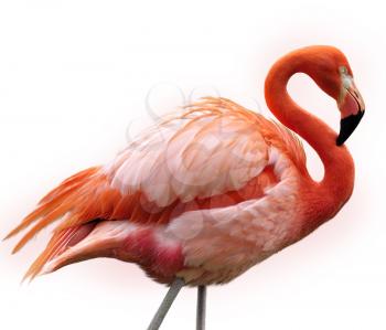 Pink Flamingo Bird On White Background