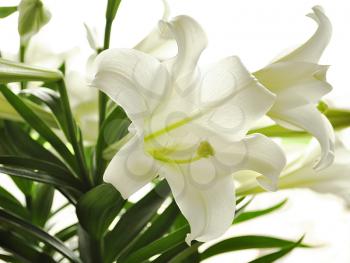 beautiful white lily flowers , close up