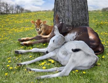 Three Young Calves Resting Under Tree 