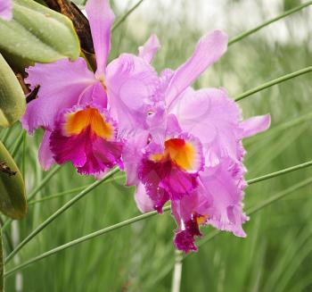   cattleya tropical flowers , close up shot