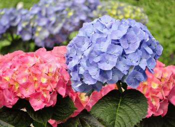blue and pink Hortensia flowers, close up
