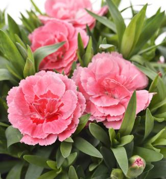 Pink Carnations ,Close Up Shot