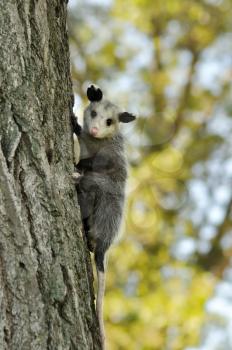 a young opossum climbing on a tree