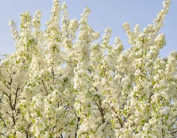 Beautiful tree blossoms against a blue sky