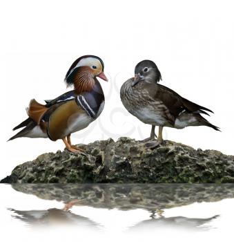 Male And Female Mandarin Ducks (Aix Galericulata) 