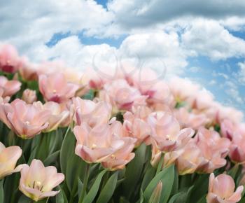 Pink Tulips Against A  Blue Sky