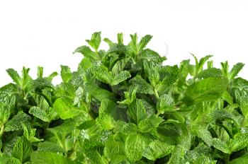 fresh mint on a white background, close up
