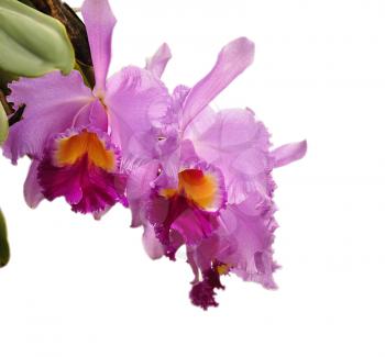  cattleya flowers isolated on white