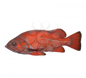 Vermilion Rockfish Isolated On White