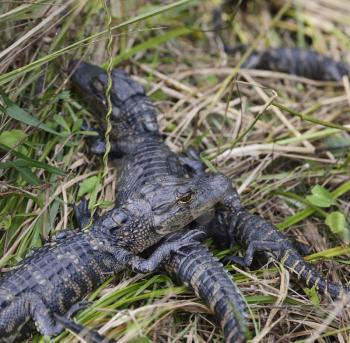 Young Alligators Basking In The Sunlight