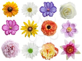 Flowers Collection Isolated On White Background