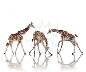 Group Of Giraffes With Reflection, Isolated On White Background