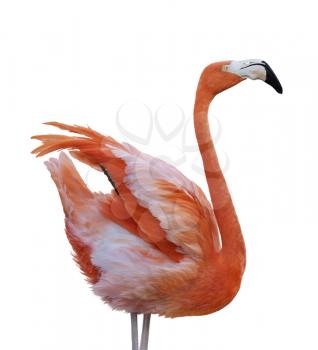 Pink Flamingo Bird Isolated On White Background 